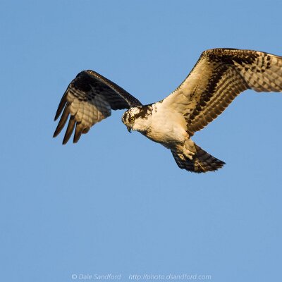 eagles-01 Osprey
