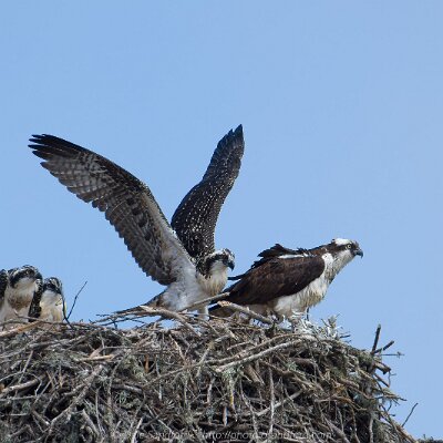 eagles-02 Ospreys on Nest
