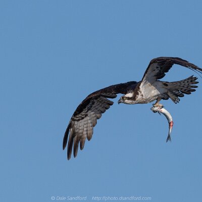 eagles-03 Osprey