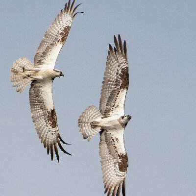 eagles-04 Dueling Ospreys