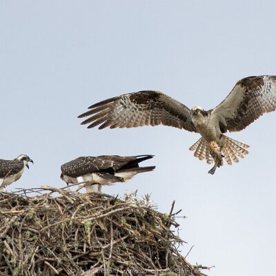 eagles-06 Osprey Feeding Time