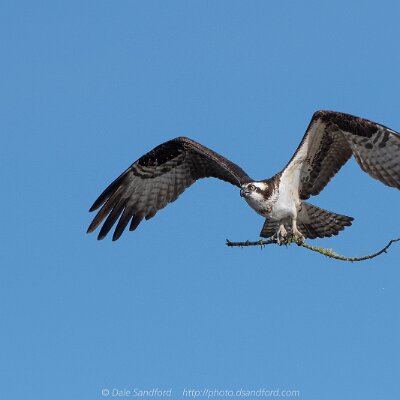 eagles-07 Osprey