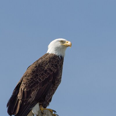 eagles-08 Bald Eagle