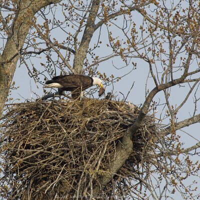 eagles-09 Bald Eagle on Nest
