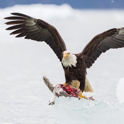 eagles-11 Bald eagle with gull