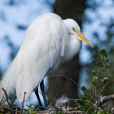 egrets-11 Great Egret With Chick