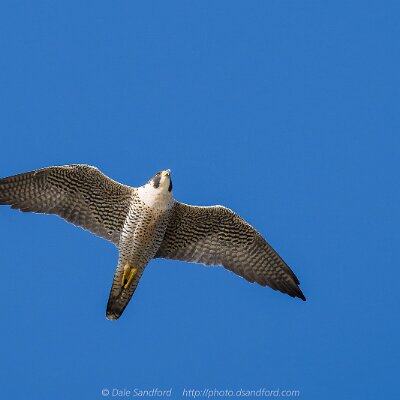 hawks-02 Peregrine Falcon