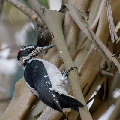 woodpeckers-09 Hairy Woodpecker