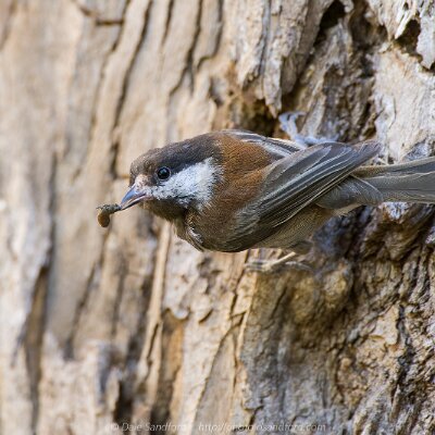 woodpeckers-13 Chestnut-backed Chickadee