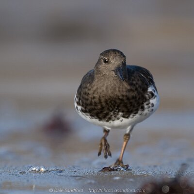 plovers-01 Black turnstone
