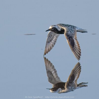 plovers-02 Black-bellied Plover